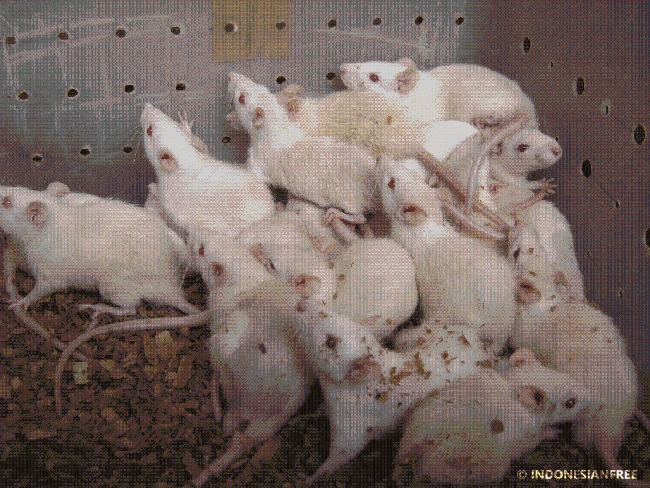 Dalam 18 bulan, 2 ekor tikus bisa punya lebih dari sejuta anak tikus